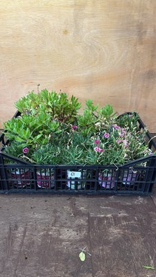 Lot 1063 - Crate of mixed Pink Kisses and Osteospermums