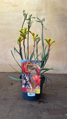Lot 1064 - Kangaroo Paw