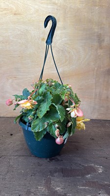Lot 1065 - Golden Picotee Begonia hanging pot