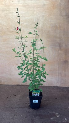 Lot 1066 - Salvia -‘Hot lips’