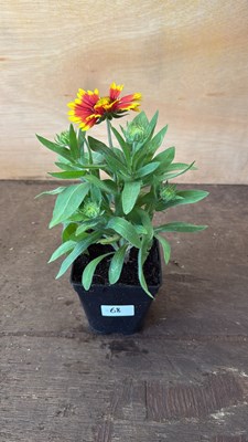 Lot 1068 - Arizona Sun