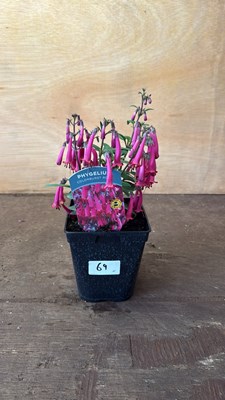 Lot 1069 - Phygelius -‘New Zealand Fuchsia’