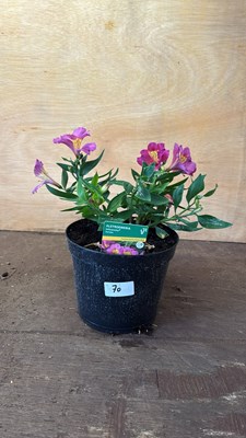 Lot 1070 - Alstroemeria -‘Sunstar’