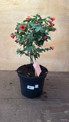 Lot 1071 - Patio Abutilon
