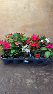 Lot 1072 - Tray of 15 mixed New Guineas Impatiens