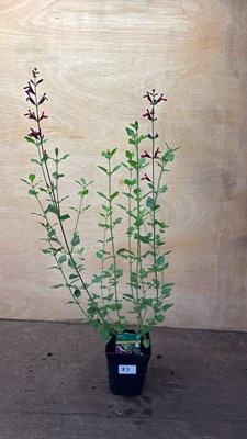 Lot 1073 - Salvia -‘Cherry Lips’