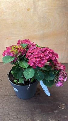 Lot 1074 - Pink Hydrangea