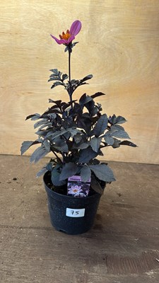Lot 1075 - Dahlia -‘Happy days Pink’