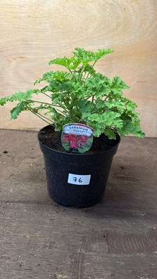 Lot 1076 - Scented Geranium -‘Concolor Lace’