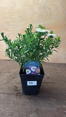 Lot 1077 - Aster -‘Alpha Universe’