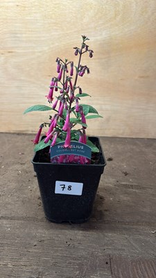 Lot 1078 - Phygelius -‘New Zealand Fuchsia’