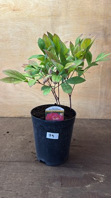 Lot 1079 - Peony -‘Karl Rosenfield’