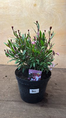 Lot 1080 - Pink Gaura