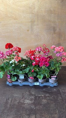 Lot 1081 - Tray of 15 mixed Geraniums
