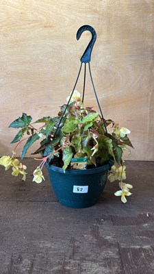 Lot 1082 - Lemon Begonia hanging pot