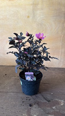 Lot 1083 - Dahlia -‘Happydays Pink’