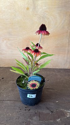 Lot 1084 - Echinacea -‘Sombrero Special Halo Yellow Red’