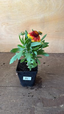 Lot 1085 - Arizona Sun