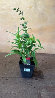 Lot 1086 - Penstemon -‘Partybells Red’