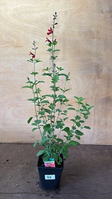Lot 1088 - Salvia -‘Scarlet’