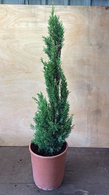 Lot 1089 - Italian Cypress