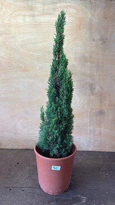 Lot 1090 - Italian Cypress