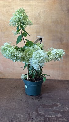 Lot 1091 - Hydrangea Paniculata -‘Phantom’