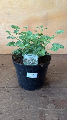 Lot 1092 - Scented Geranium -‘P. Fragrans’