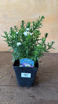 Lot 1093 - Aster -‘Alpha Universe’