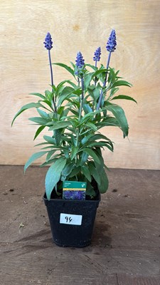 Lot 1094 - Salvia -‘Farina Blue’