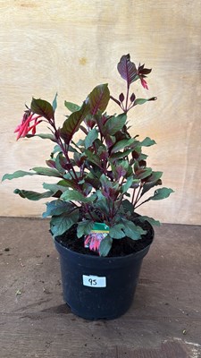Lot 1095 - Large Fuchsia -‘Koralle’