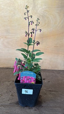 Lot 1096 - Phygelius -‘ New Zealand Fuchsia’