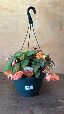 Lot 1097 - Golden Picotee Begonia hanging pot