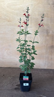 Lot 1098 - Salvia -‘Scarlet’