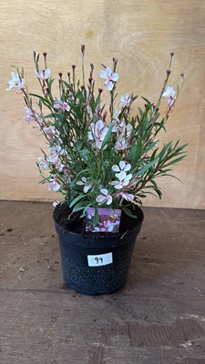 Lot 1099 - Pink Gaura