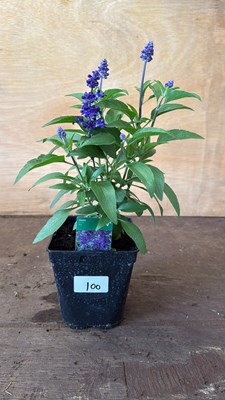 Lot 1100 - Salvia -‘Farina Blue’