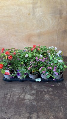 Lot 1101 - Tray of 15 mixed patio plants