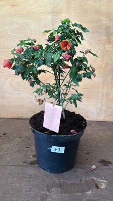 Lot 1102 - Patio Abutilon