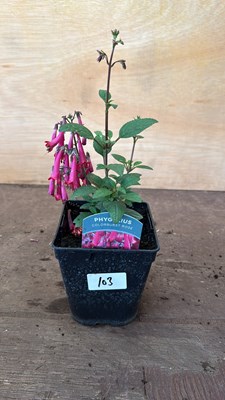 Lot 1103 - Phygelius -‘New Zealand Fuchsia’
