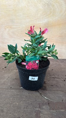 Lot 1104 - Alstroemeria -‘Valetta’