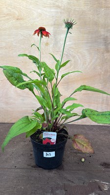 Lot 1105 - Echinacea -‘Orange Sunset’