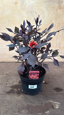 Lot 1106 - Dahlia -‘Happy days Orange Red’