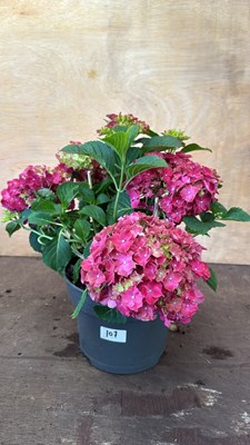 Lot 1107 - Pink Hydrangea