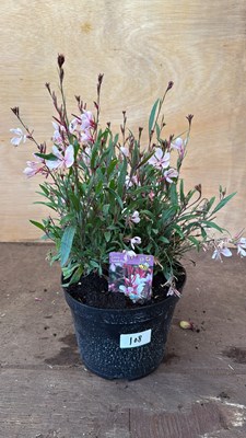 Lot 1108 - Pink Gaura
