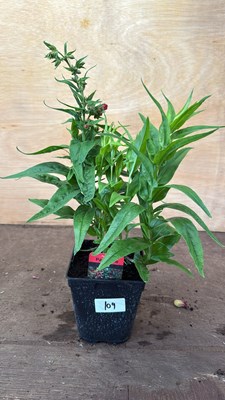 Lot 1109 - Penstemon -‘Partybells Red’