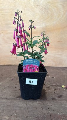 Lot 1110 - Phygelius -‘New Zealand Fuchsia’