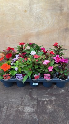 Lot 1112 - Tray of 15 mixed New Guinea Impatiens