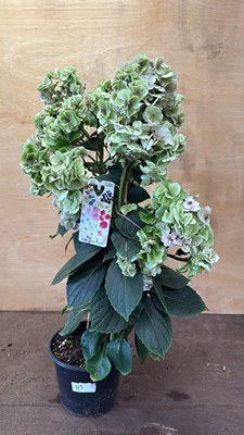 Lot 1113 - Double Green flowering Hydrangea
