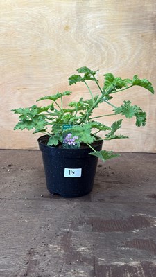 Lot 1114 - Scented Geranium -‘Grandeur Odorata rose’