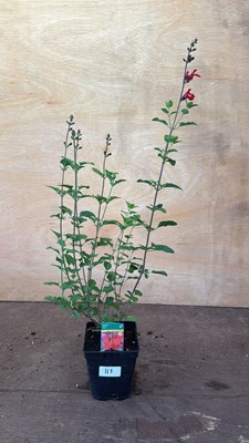 Lot 1115 - Salvia -‘Scarlet’